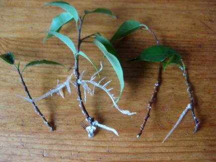 Reproducerea benjamina Ficus - instrucțiuni fotografie cum să obțineți mici acasă
