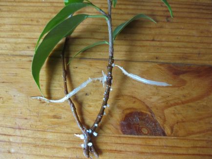 Reproducerea Ficus benjamina - instrucțiuni foto despre cum să obțineți mici acasă