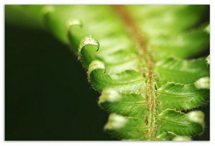 Sporii Reproducere ferigă și prin împărțirea pe cale vegetativa vârfurile rădăcinilor și trucuri