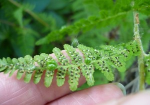 Sporii Reproducere ferigă și pe cale vegetativa