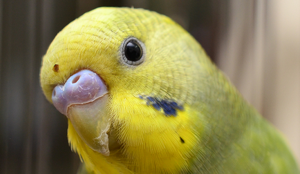 budgies reproduce în mediul video de interior