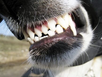 Un copil mușcat de un câine ce să facă, dacă el ar trebui să fie vaccinat împotriva rabiei, simptomele (muscat) Un copil mușcat de un câine ce să facă, dacă el ar trebui să fie vaccinat împotriva rabiei, simptome
