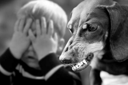 Un copil mușcat de un câine ce să facă, dacă el ar trebui să fie vaccinat împotriva rabiei, simptomele (de a face) Un copil mușcat de un câine ce să facă, dacă el ar trebui să fie vaccinat împotriva rabiei, simptome