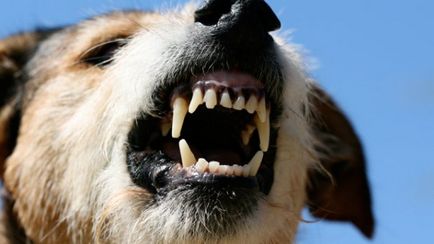 Un copil mușcat de un câine ce să facă, dacă el ar trebui să fie vaccinat împotriva rabiei, simptome (copil) Un copil mușcat de un câine ce să facă, dacă el ar trebui să fie vaccinat împotriva rabiei, simptome