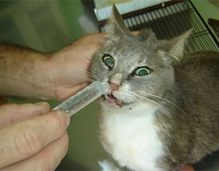 Rinita la pisici - Simptome si tratament, pisica si pisica