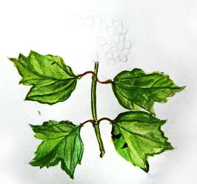 Desen - fructe de padure Viburnum