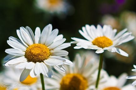 Margarete - cele mai multe flori de vară