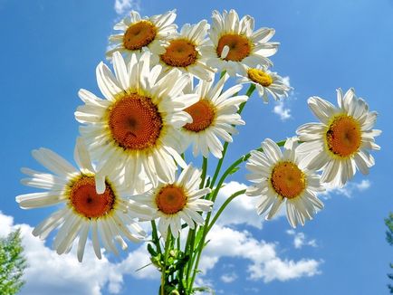 Margarete - cele mai multe flori de vară