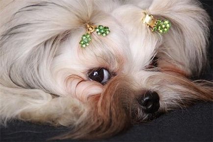 Culoarea rusă tur câine rasa fotografie și descriere, comentarii, proprietarii de câini și preț