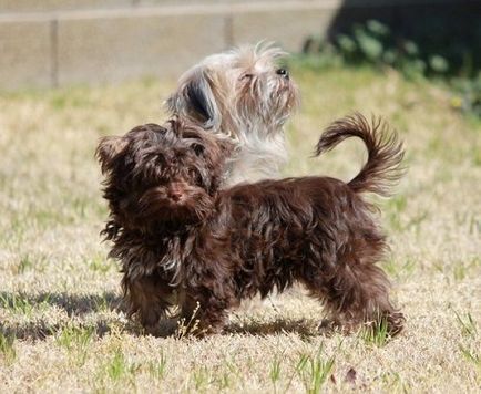 Culoarea rusă tur câine rasa fotografie și descriere, comentarii, proprietarii de câini și preț
