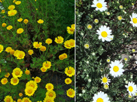 flori de gradina, fotografii, nume de flori de grădină