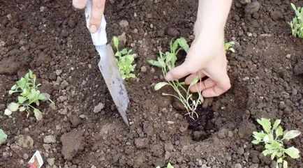 Salpiglossis în creștere din imagine semințe și reproducere (semințe) Salpiglossis în creștere din imagine semințe și reproducere