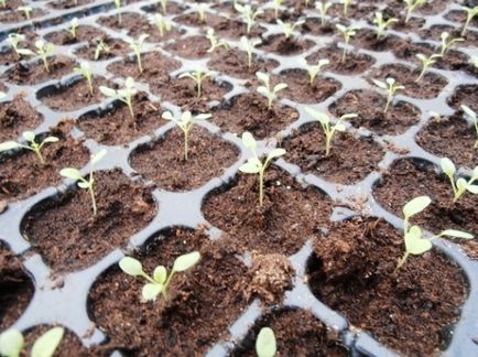 Salpiglossis - cultivarea semințelor, atunci când pentru a planta răsaduri de