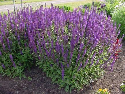 Culori Salvia fotografie - când și cum să planteze răsaduri