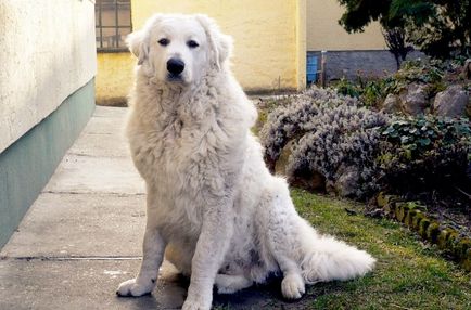 Cel mai mare câine rase cu imagini și nume