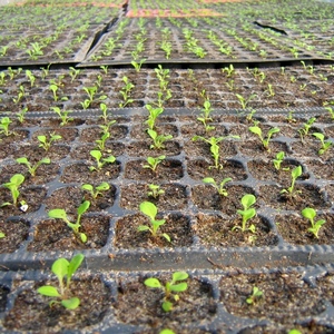 Secretele și tehnologia de cultivarea cu succes a petunii din semințe de la domiciliu