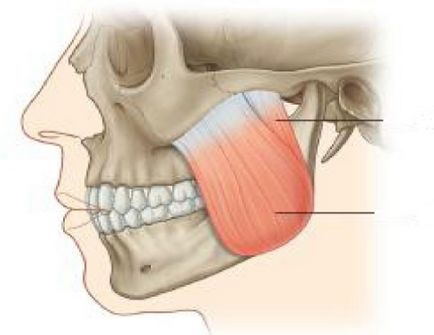 Clicuri maxilarului la deschiderea gurii și de mestecat
