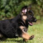 Cățeluși German Shepherd Dog (50 poze) arata ca in 3 saptamani, ceea ce este real, descriere, video