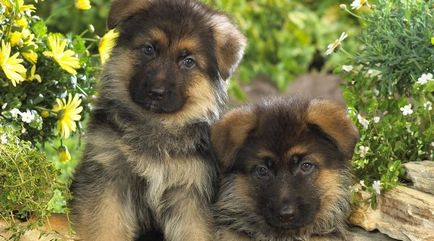 Cățeluși German Shepherd Dog (50 poze) arata ca in 3 saptamani, ceea ce este real, descriere, video