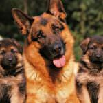 Cățeluși German Shepherd Dog (50 poze) arata ca in 3 saptamani, ceea ce este real, descriere, video