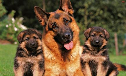 Cățeluși German Shepherd Dog (50 poze) arata ca in 3 saptamani, ceea ce este real, descriere, video