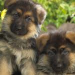 Cățeluși German Shepherd Dog (50 poze) arata ca in 3 saptamani, ceea ce este real, descriere, video