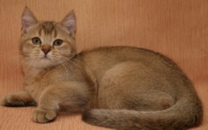 Variante pisică scoțiană lână de culoare și temperament (variante) Versiunile pisica Scottish ale blanii si temperamentul