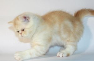 Versiunile pisica Scottish ale blanii si temperamentul