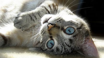 Cât durează o sarcina la pisici cauzele care afectează calendarul