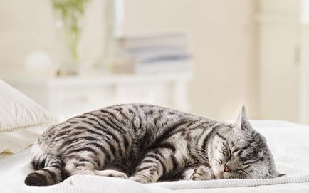 Cum pisica se indeparteaza de anestezie, după castrare, cât timp