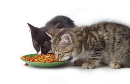 De câte ori pe zi pentru a hrăni o pisica decât pentru a hrăni pisicile domestice