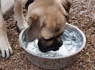 Cât de mult ar trebui un câine de apă