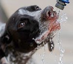 Cât de mult ar trebui un câine de apă