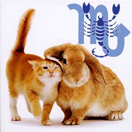 Scorpion-pisică (iepure) caracteristici marca