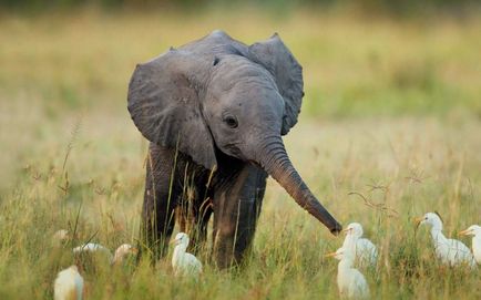 Elefanții se tem de șoareci - acest lucru este adevărat