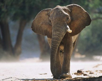 Elefanții se tem de șoareci - acest lucru este adevărat