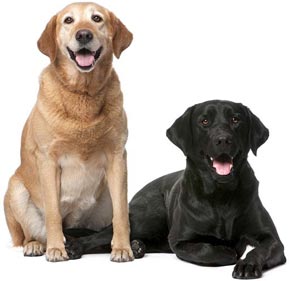 Descriere Dog Labrador Labrador Retriever, natura și conținutul de câine