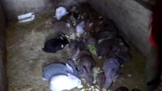 Întreținere și îngrijire pentru iepurii la domiciliu