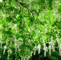 Sophora japonica - proprietăți utile, aplicații, indicații