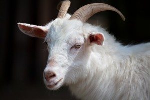Visul ce visează capră alb cu coarne de capră femeie visand Interpretare