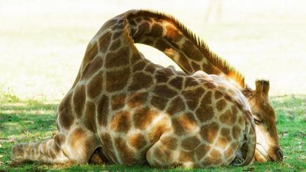 Interpretare vis girafă