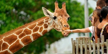 Vis girafă Interpretare ceea ce visează girafă într-un vis
