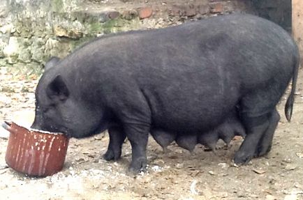 Sfaturi pentru porci pentru reproducere la domiciliu