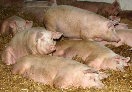 Sfaturi pentru porci pentru reproducere la domiciliu
