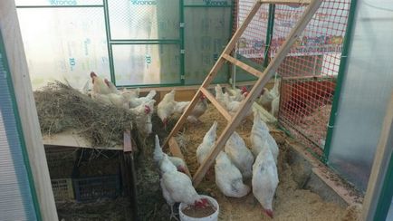 conținutul găinilor ouătoare Sfaturi pentru incepatori
