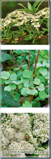 Spirea (foto) - cultivarea de asistenta medicala si trunchiere, site-ul de grădină, cabana și plante de apartament