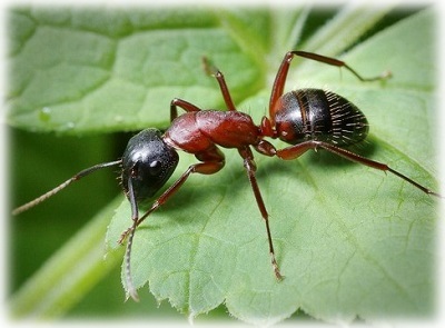 Remediu pentru furnici descriere furnicar și instrucțiunile de utilizare
