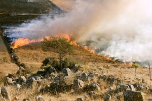 Steppe incendii cauze și eliminare