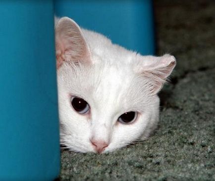 Stresul la pisici (pisici), cauze, simptome și ce să facă (în detaliu)