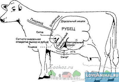 Structura stomacului de vaca